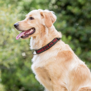Dog Collar